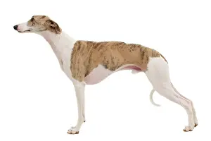 Stance: Dog - Whippet
