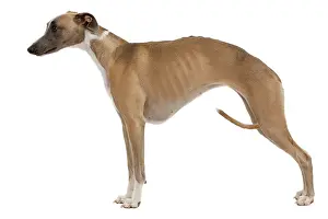 Stance: Dog - Whippet