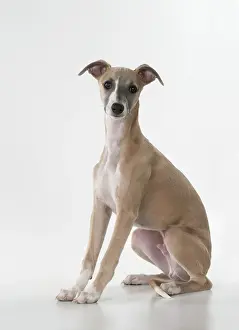 Whippets: Dog Whippet