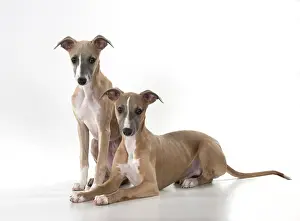Whippets: Dog Whippet