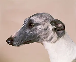 Whippets: Dog - Whippet