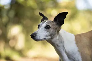 090119: DOG. Whippet, in autumn setting
