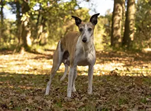 Whippets: DOG. Whippet, in autumn setting