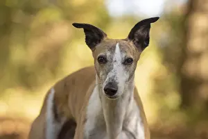 Whippets: DOG. Whippet, in autumn setting