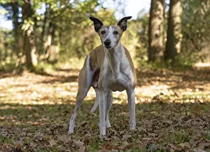 Whippets: DOG. Whippet, in autumn setting