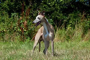 Whippets: Dog - Whippet in a field