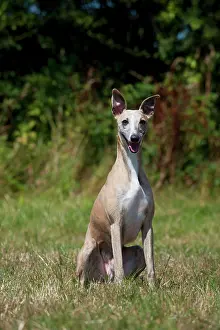 Whippets: Dog - Whippet in a field