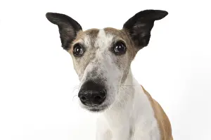 Whippets: DOG, Whippet, haed shot, studio on white