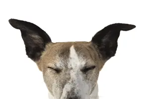 090119: DOG. Whippet, head shot, eyes closed, studio on white