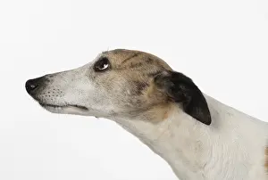 090119: DOG. Whippet, head shot, studio on white