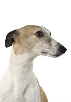 090119: DOG. Whippet, head shot, studio on white