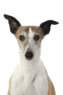 090119: DOG. Whippet, head shot, studio on white