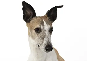 Whippets: DOG. Whippet, head shot, studio on white