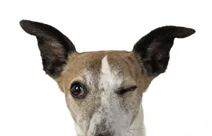 Winking: DOG. Whippet, head shot, winking, studio on white