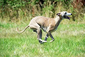 Whippets: Dog - Whippet running in a field