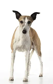 Whippets: DOG. Whippet, standing, studio on white