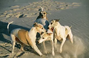 Packs: DOG - WHIPPETS - fighting on beach, biting a subordinate