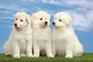 Siblings: Dog - White Swiss Shepherd