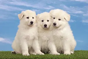 Siblings: Dog - White Swiss Shepherd