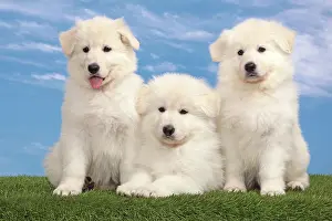 Siblings: Dog - White Swiss Shepherd