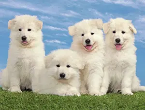 Siblings: Dog - White Swiss Shepherd