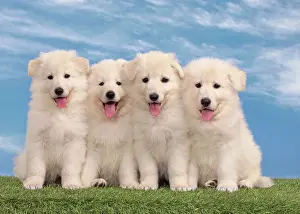 Siblings: Dog - White Swiss Shepherd