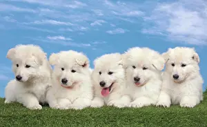 Siblings: Dog - White Swiss Shepherd