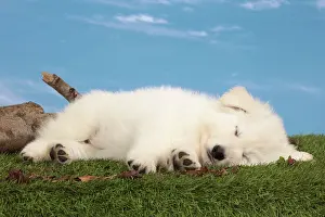 Innocent: Dog - White Swiss Shepherd
