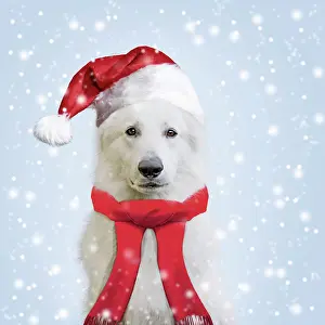 Scarves: Dog White Swiss Shepherd