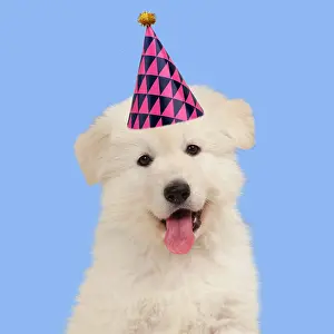 260421: Dog - White Swiss Shepherd puppy wearing birthday party hat