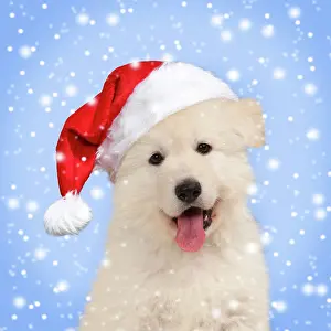 150821: Dog - White Swiss Shepherd puppy - wearing Christmas hat