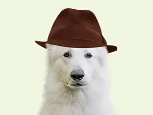 Shepherd: Dog - White Swiss Shepherd - wearing Christmas hat