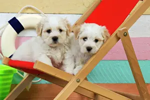 Deckchairs: Dog. White teddy bear puppies at beach in a deck chair