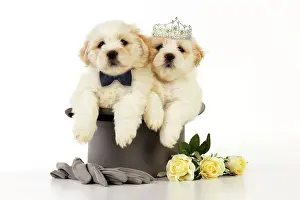 Tiara: Dog. White teddy bear puppies sitting in a top