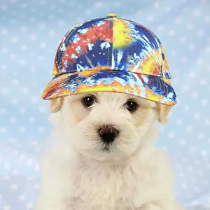 Hybrid: Dog. White teddy bear puppy