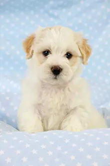 Hybrid: Dog. White teddy bear puppy