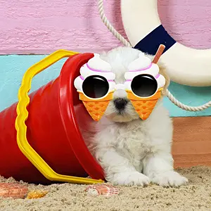 020519: Dog. White teddy bear puppy at the beach in a