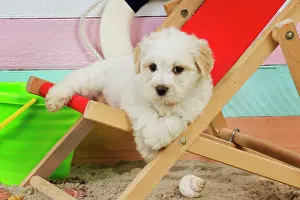 Deckchairs: Dog. White teddy bear puppy at beach in a deck chair