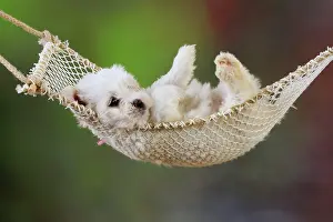 Hammocks: Dog. White teddy bear puppy in a hammock