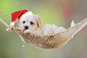 Hammocks: Dog. White teddy bear puppy in a hammock wearing