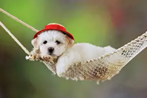 Hammocks: Dog. White teddy bear puppy in a hammock wearing red hat