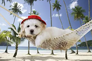 Chilling: Dog. White teddy bear puppy in a hammock wearing red hat