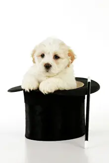 Wand: Dog. White teddy bear puppy sitting in a top hat