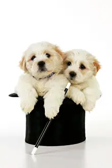 Wand: Dog. White teddy bear puppy sitting in a top hat