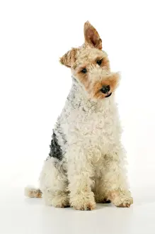 Ears: Dog. Wire Fox Terrier
