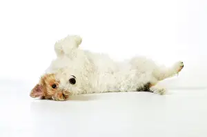 Submission: Dog. Wire Fox Terrier lying on back