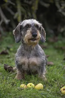 Tecel: Dog Wire Haired Dachshund