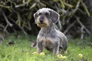 Tecel: Dog Wire Haired Dachshund