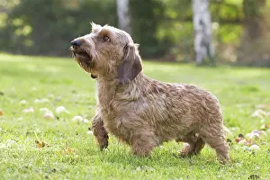 Tecel: Dog Wire Haired Dachshund