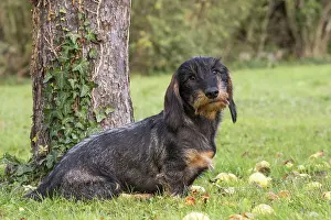 Tecel: Dog Wire Haired Dachshund